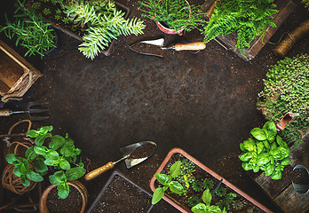 Image showing Gardening background with garden tolls