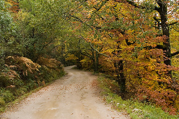 Image showing Autumn colors
