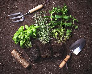 Image showing Herbs freshly harvested