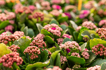 Image showing Kalanchoe blossfeldiana ready for blooming