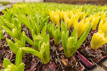 Image showing Bulbs of hyacinth flowers