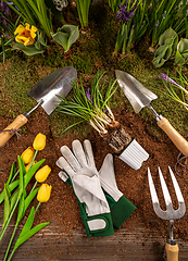 Image showing Gardening tools and spring flowers