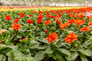 Image showing Large flowers of red dahlia