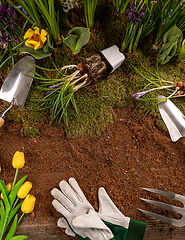 Image showing Spring flowers and gardening tools