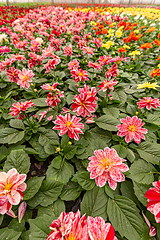 Image showing Dahlia flower cultivation