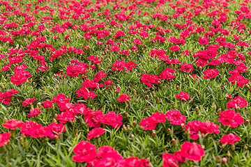 Image showing Dianthus flower blooming in garden