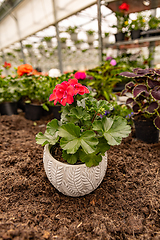 Image showing Red garden geranium flowers in pot