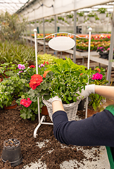 Image showing Woman planting flower composition