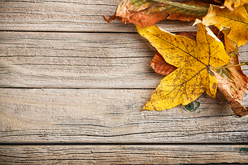 Image showing Autumn leaves