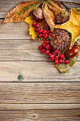 Image showing Autumn leaves