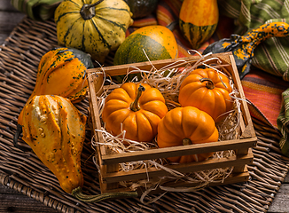 Image showing Pumpkins