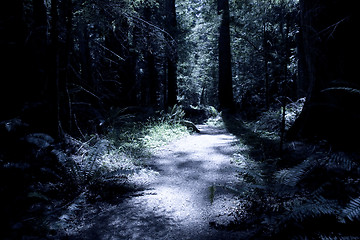 Image showing Dark Forest