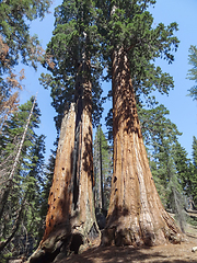 Image showing Sequoia National Park