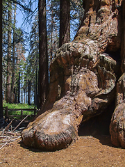 Image showing Sequoia National Park