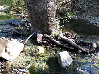 Image showing The tree stream. Cyprus