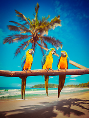 Image showing Parrots Blue-and-Yellow Macaw on beach