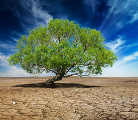 Image showing Lonely green tree on cracked earth