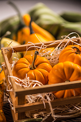 Image showing Ornamental pumpkins