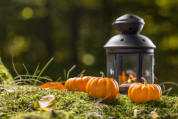 Image showing Pumpkins