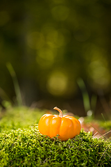 Image showing Small pumpkin