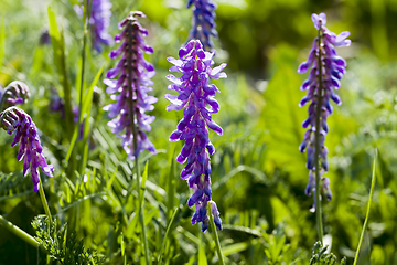 Image showing beautiful lupine