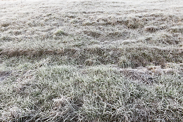 Image showing grass in the frost - the grass in winter covered with frost. Photo closeup with a small depth of field