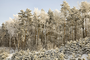 Image showing snow covered mixed trees