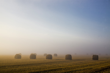 Image showing straw stacks