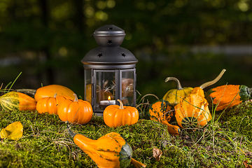Image showing Autumn ornamental pumpkins