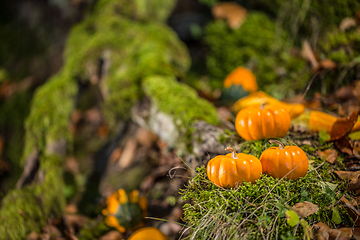 Image showing Halloween still life