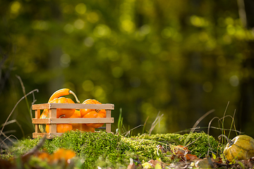 Image showing Pumpkins