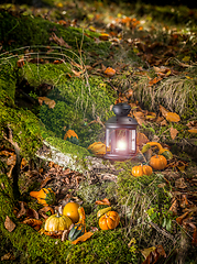 Image showing Ornamental pumpkins