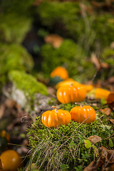 Image showing Ornamental pumpkins