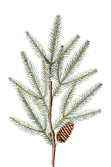 Image showing Christmas tree branch