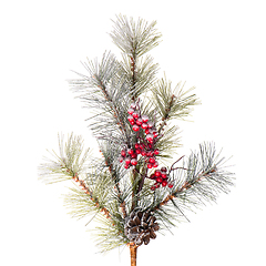 Image showing Christmas tree branch