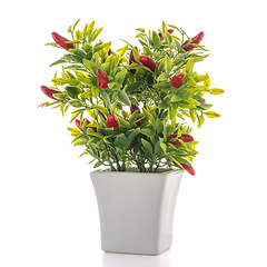 Image showing Small decorative chilli pepper plant