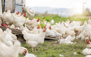 Image showing Chicken, farm and animals for agriculture production, nature or food ecology on field. Poultry farming, birds and group of livestock, countryside and ecosystem sustainability in outdoor environment