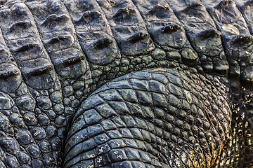 Image showing Crocodile close up