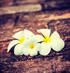 Image showing Frangipani plumeria flowers