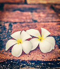Image showing Two frangipani plumeria flowers