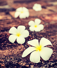 Image showing Frangipani plumeria flowers on stones