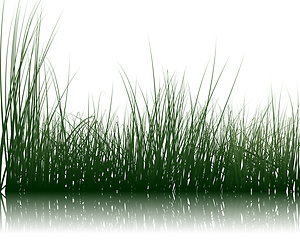 Image showing Grass On Water