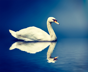 Image showing Mute Swan Cygnus olor