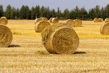 Image showing haystacks with straw