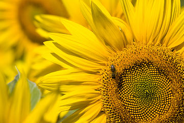Image showing sunflower during insect pollination