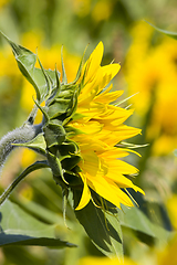 Image showing field with sunflowers