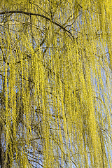 Image showing beautiful willow tree