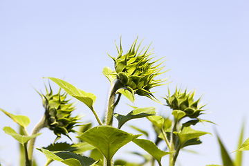 Image showing group flower in Europe