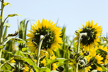 Image showing field annual sunflowers
