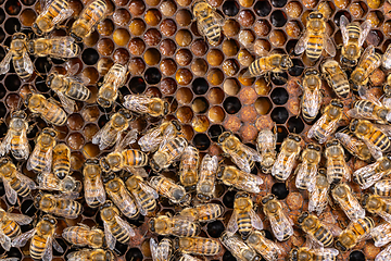 Image showing Honeycomb with honey and bee